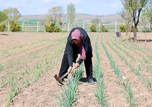 memleketine-kesin-donus-yapan-kadin-ciftcilere-oncu-oldu-1714904287366.jpeg Memleketine kesin dönüş yapan kadın, çiftçilere öncü oldu - 2