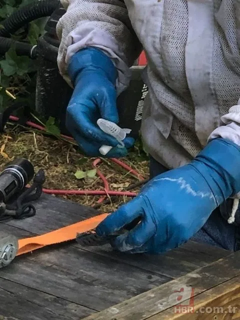 Evinin duvarından gelen garip sesler arttı! Termal kamerayla bakınca şoka girdi 21