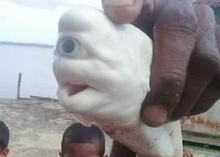 Tek gözlü köpekbalığı görenleri hayrete düşürdü!