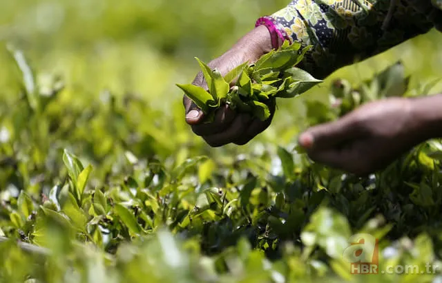 Kış hastalıklarından koruyan besinler 24