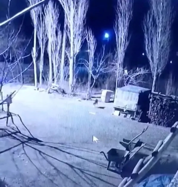 igdirda-yemek-aramaya-inen-ac-kutlar-kopegi-parcaladi-o-anlar-kamerada-1644475234189.jpg Iğdır’da yemek aramaya inen aç kutlar köpeği parçaladı! O anlar kamerada - 1
