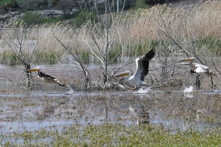 Frig Vadisi’ndeki Emre Gölü pelikanlar ile şenlendi