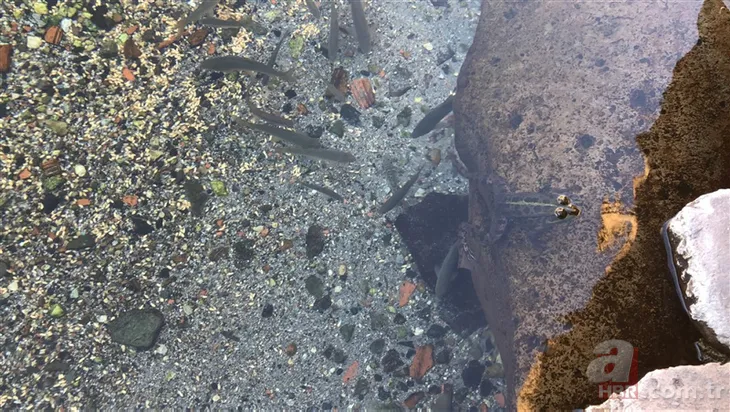 Avlanmasının günah olduğuna inanılıyor! Kars'ın gizemli balığı ...