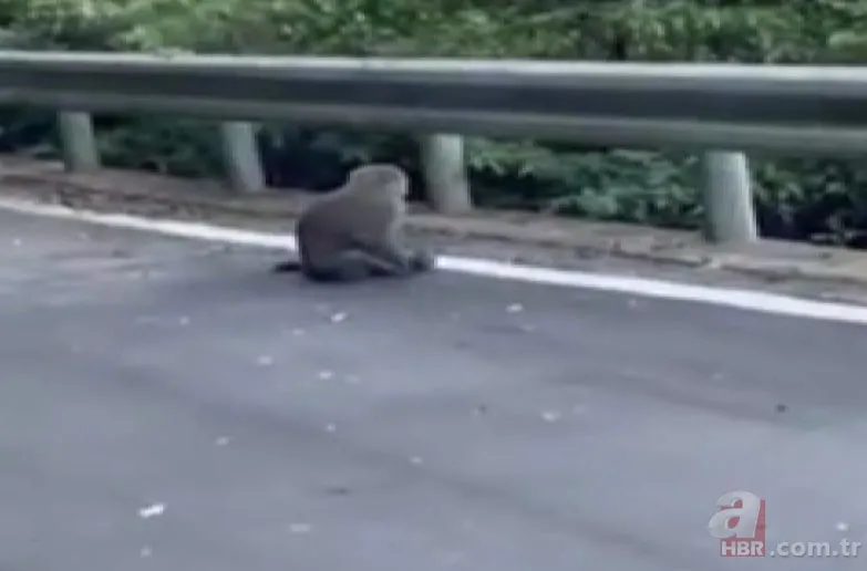 Maymun böyle kaçırdı! Halk seferber oldu 2