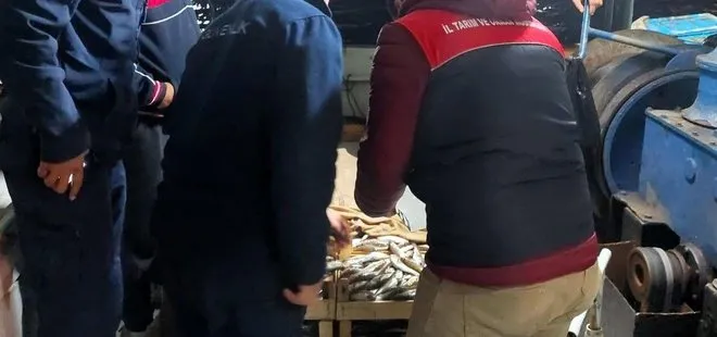 Kıyıköy'de çinekop ve istavrit bolluğu!