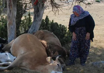 İnekleri için ağlayan teyzeye yardım eli uzandı!