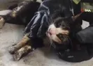 Yangında boğulmak üzere olan kediyi böyle kurtardılar