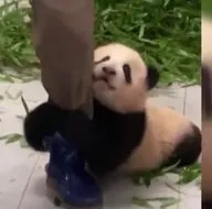 Paçasına sarıldı gitmemesi için elinden geleni yaptı! Bebek panda sosyal medyada gündem oldu