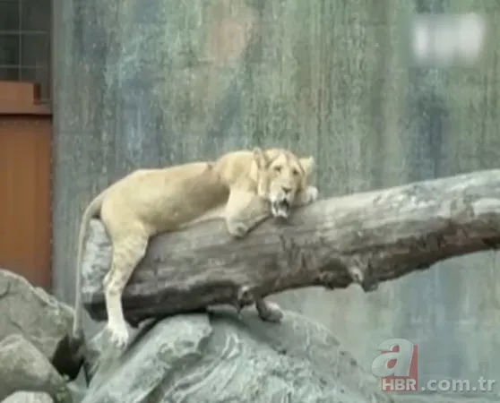 Hayvanat bahçesinden kan donduran çağrı: Evcil hayvanlarınızı yırtıcılara yem yapalım 3