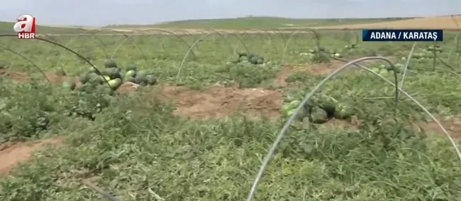 fox-tvnin-bir-algi-operasyonu-daha-coktu-foxun-karpuzla-yalan-haberi-desifre-oldu-1652861232924.jpg FOX TV’nin bir algı operasyonu daha çöktü! FOX’un karpuzla yalan haberi deşifre oldu - 3