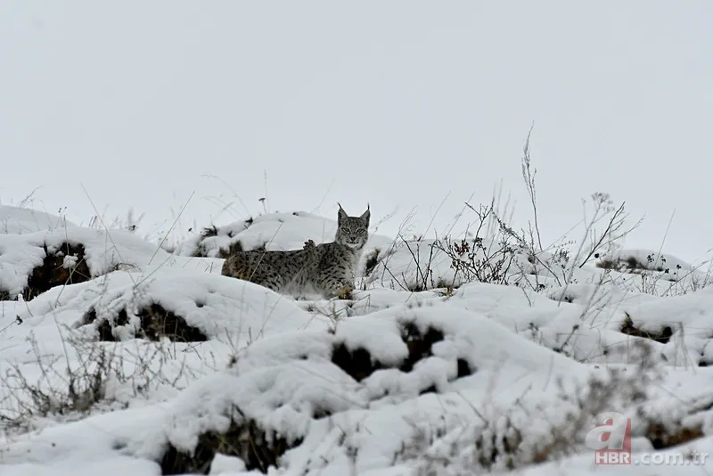 Nesli tehlike altındaki Kafkas vaşağı gündüz avlanırken görüntülendi! Vahşi doğa belgesellerini aratmadı 16