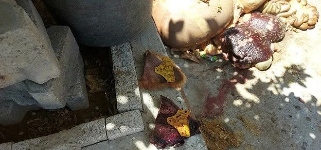 İzmir’de şoke eden olay! Renginden şüphelendiği büyükbaş kurbanlık hasta çıktı