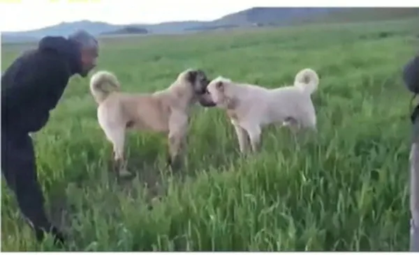 Sivas'ta köpek dövüştüren çiftlik sahibine 26 bin lira ceza - 2