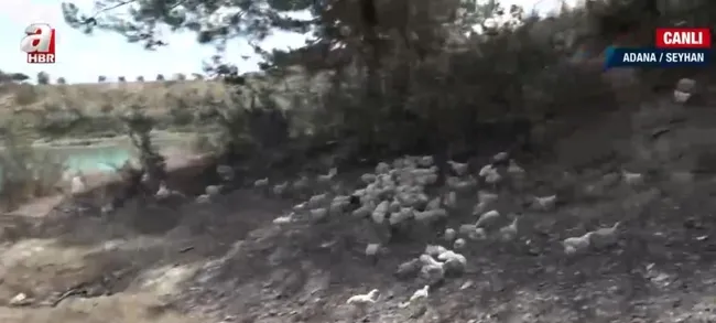 seyhan-golune-yuzlerce-civciv-birakildi-ve-olume-terk-edildi-1626944710578.jpg A Haber'in "Seyhan Gölü’nde yüzlerce civciv ölüme terk edildi" haberi ses getirdi! Tarım ve Orman Müdürlüğü harekete geçti - 1