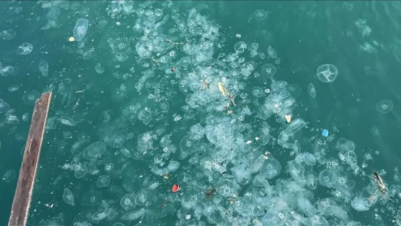 Denizanası tehlikesi! Marmara’da görenler şaştı kaldı