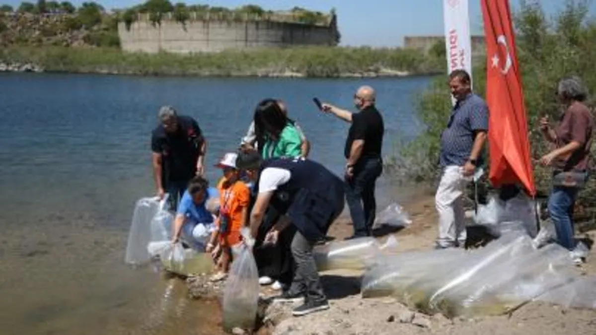 Çanakkale'deki baraj ve göletlere 1 milyon 750 bin sazan yavrusu bırakıldı