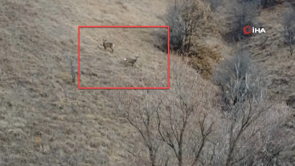 Erzincan’da iki kızıl geyik böyle görüntülendi