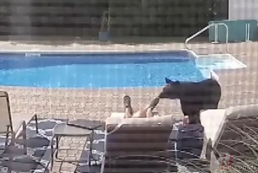 Ayılardan futbol resitali! Sosyal medyayı sallayan anlar 15