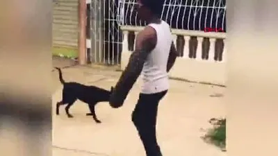Ayaklı kovan görenleri şaşkına çevirdi