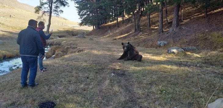 Kars’ta vatandaşlar yaralı boz ayıyı tavuk eti ile beslemeye çalıştılar