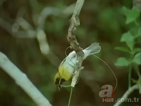 Mühendis gibi yaptı! Dokumacı kuşların yuvaları görenleri hayran bırakıyor