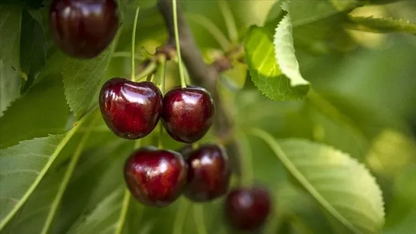 Kiraz ve vişnenin sağlığa 10 faydası! O hastalığı iyileştiriyor...