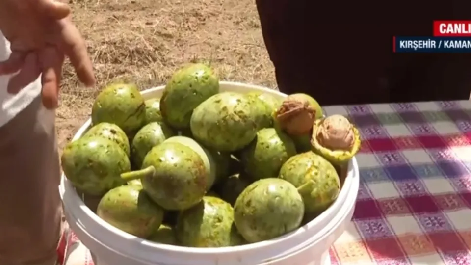 Kırşehir’de Kaman cevizi için hasat zamanı