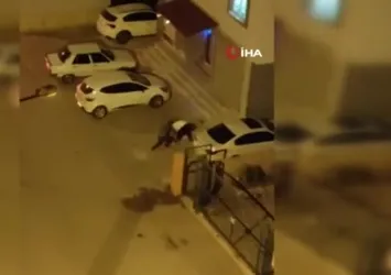 Pitbull silahla bile durdurulamamış
