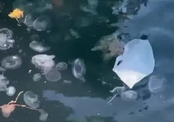 Çanakkale'de pusula denizanası tehlikesi