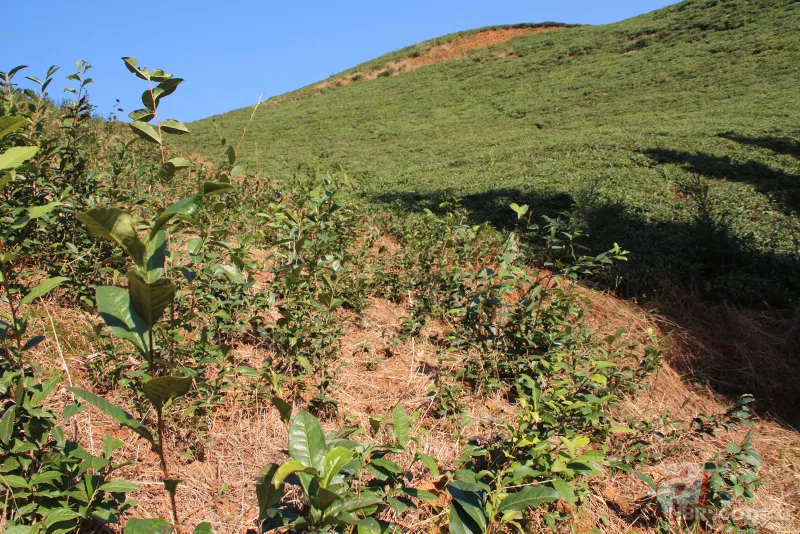 Tarladaki ürünleri tek tek söküyorlar! Uzman isim uyardı: Sıkıntı yaşarız 8