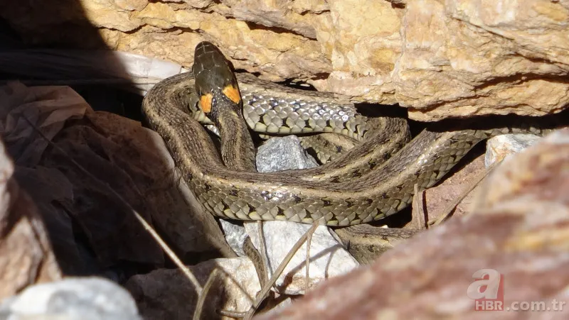 Arazide dolaşan vatandaş şoke oldu: Daha önce bu kadar kalabalık görüntülenmemişti 14