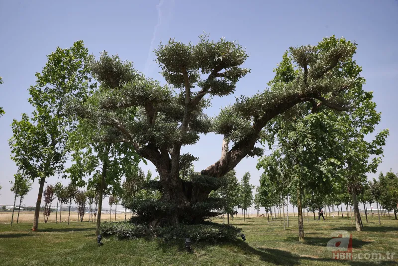 İstanbul’un fethinin 569. yılında Millet Bahçesi açılış töreni! Uzman isimler anlattı: Fatih Sultan Mehmet'in torunlarına da ancak bu yakışır 7