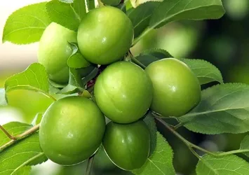Eriğin kilogramı 30 liraya geriledi