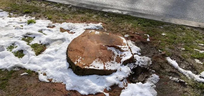 Kanser teşhisi tamamen yanlış! Orman mühendisinden İBB’ye tepki: Çınarları cahilce kestiler