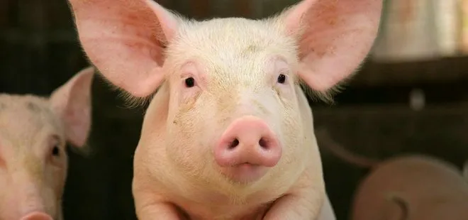 Çin’de Afrika domuz vebası salgını