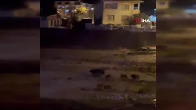 Aç kalan domuzlar merkeze indi!