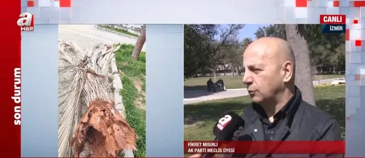 İstanbul’daki çınar katliamı sonrası İzmir’de palmiyeler kesildi