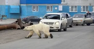 Yiyecek yemek bulamayınca şehre indi