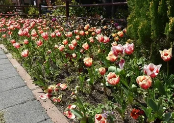 Pendik Korusu'nda renk cümbüşü yaşandı