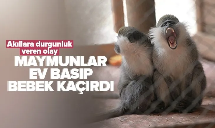 Akıllara durgunluk veren olay! Maymunlar ev basıp bir aylık bebeği kaçırdı