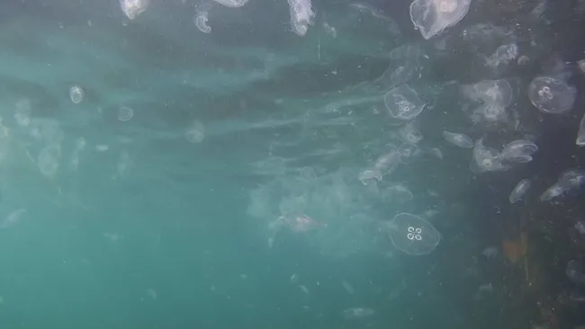 İstanbul Boğazı’nda denizanası istilası sualtından görüntülendi