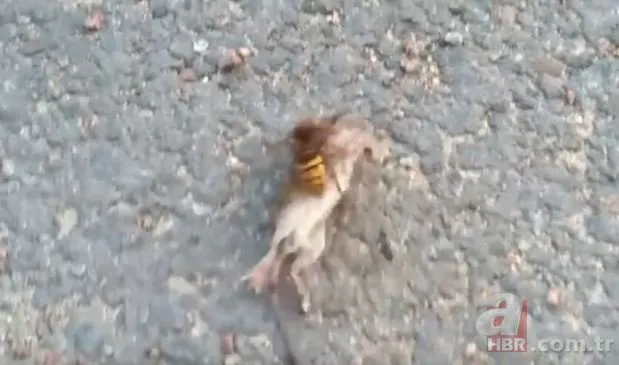 Eşek arısının fare avı dehşete düşürdü! İnanılmaz anları saniye saniye kaydetti!