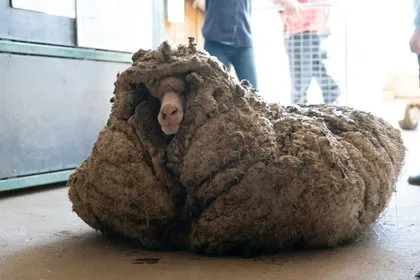 5 yıl boyunca gezdi 35 kilo yün bıraktı!