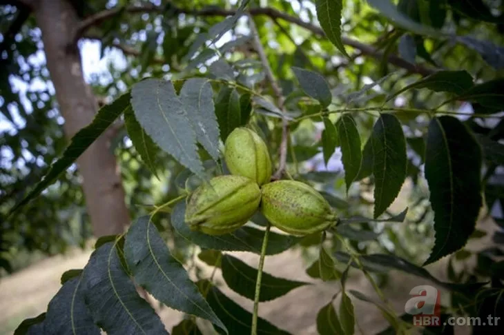 Öyle bir iş kurdu ki paraya para demiyor! Bu iş için mühendisliği bıraktı! Çok basit... 11