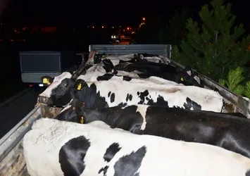 Konya'da 'Sütbank'a haciz işlemi