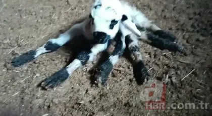 Diyarbakır’da eşi benzerine az rastlanır olay! Diğerlerinden çok farklı: Ahtapota benziyor🐙