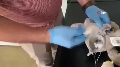 Oyuncak ayıcıktan çıkan şoke etti