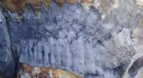 ingilterede-dunyanin-en-buyuk-kirkayak-fosili-bulundu-326-milyon-yil-oncesine-ait-1647410981078.jpg İngiltere'de dünyanın en büyük kırkayak fosili bulundu! 326 milyon yıl öncesine ait - 3