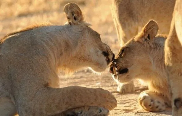 olumcul kapisma kamerada bakin karga ile yilan mucadelesinin kazanani kim oldu