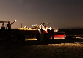 Manisa Ovası'nda üzüm kurutma sezonu başladı